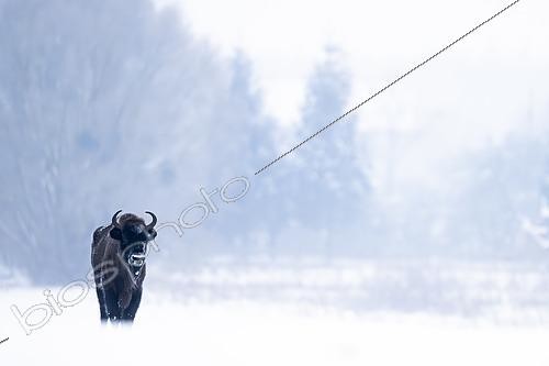 Biosphoto | 2616021 | Bison d'Europe (Bison bonasus) dans la neige. Pologne. | &copy; Ervin Horesnyík / Biosphoto