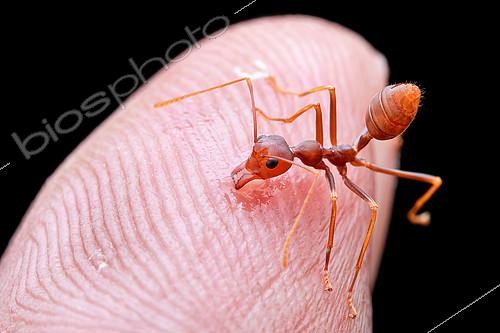 Biosphoto | 2391918 | Biten by weaver ant (Oecophylla smaragdina). | &copy; Husni Che Ngah / Biosphoto