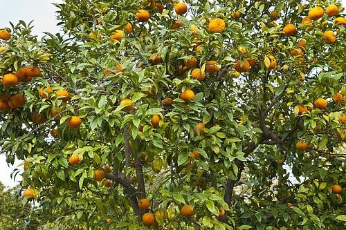 Biosphoto | 2118458 | Bitter orange, also known as Seville orange, sour orange, bigarade orange, and marmalade orange, (Citrus aurantium), the garden les Cèdres(Cedars), Saint-Jean-Cap-Ferrat, Alpes-Maritimes, France | &copy; Hervé Lenain / Biosphoto