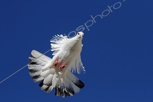 Biosphoto | 1991047 | Bizet pigeon in flight against blue sky - France | &copy; Pascal Pittorino / Biosphoto