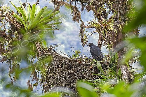 Biosphoto | 2628128 | Black and chestnut eagle (Spizaetus isidori) at the nest, Tandayapa, Ecuador. | &copy; Vincent Premel / Biosphoto