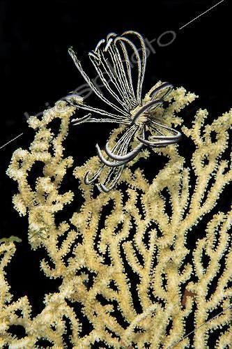 Biosphoto | 441779 | Black and white Comatulid on a white Sea fan Malaysia | &copy; Jean Cassou / Biosphoto