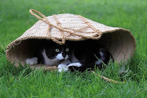 Biosphoto | 2450180 | Black and white kitten lying in a basket | &copy; Eric Guilloret / Biosphoto