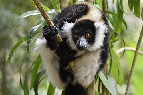 Biosphoto | 2442066 | Black and White Ruffed Lemur (Varecia variegata) in the tropical rain forest, Pangalanes Canal - Lake Ampit, Atsinanana Region, Madagascar | &copy; Jean-Yves Grospas / Biosphoto