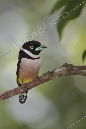 Biosphoto | 2303852 | Black and Yellow Broadbill - Trang Botanical Gardens, Thailand. | &copy; Nate Chappell / BIA / Biosphoto