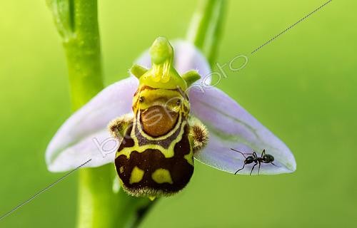 Biosphoto | 2613974 | Black ant (Lasius sp) on a bee orchid (Ophrys apifera), Lorraine, France. | &copy; Stéphane Vitzthum / Biosphoto