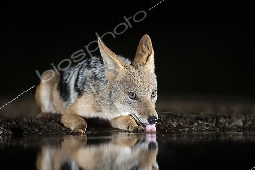 Biosphoto | 2542913 | Black-backed Jackal (Canis mesomelas) drinking at waterhole at night, South Africa | &copy; Rosl Roessner / BIA / Biosphoto