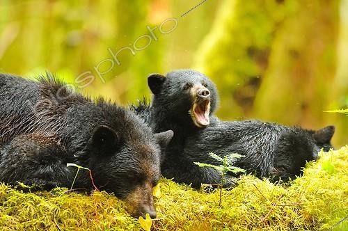 Biosphoto | 685838 | Black bear and cubs at rest on the foam Canada  | &copy; Fabrice Simon / Biosphoto