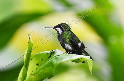 Biosphoto | 2544357 | Black-bellied thorntail (Discosura langsdorffi) on a leaf. Mashpi lodge. Region of Choca-Darien. Ecuador | &copy; Antoine Lorgnier / Biosphoto
