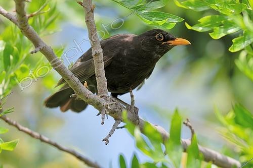 Biosphoto | 2608367 | Black bird (Turdus merula) male on branch, France | &copy; Claude Balcaen / Biosphoto