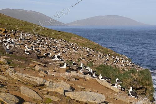 Biosphoto | 2456671 | Black-browed Albatross (Thalassarche melanophris) colony at Saunders, Falkland | &copy; Marco Valentini / Biosphoto