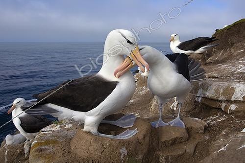Biosphoto | 2457331 | Black-browed albatross (Thalassarche melanophris) at nest, Saunders, Falkland, January 2018 | &copy; Marco Valentini / Biosphoto