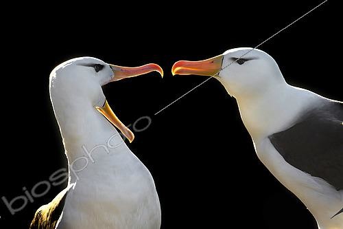 Biosphoto | 2456668 | Black-browed Albatross welcoming display (Thalassarche melanophrys), Sanders island, Falklands | &copy; Marco Valentini / Biosphoto