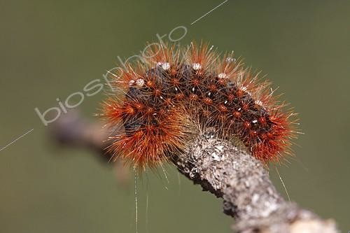 Biosphoto | 997001 | Black caterpillar orange hairs on a limb France | &copy; Pascal Pittorino / Biosphoto