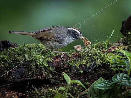 Biosphoto | 2608531 | Black-cheeked Warbler (Basileuterus melanogenys) capturing moth, Chiriqui Highlands, Panama | &copy; Ignacio Yufera / Biosphoto