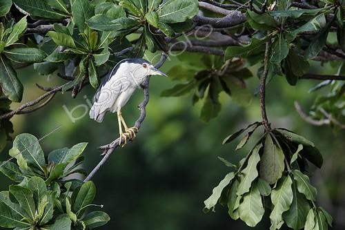 Biosphoto | 1957899 | Black-crowned night-heron on a branch - Indonesia | &copy; Mike Lane / Biosphoto