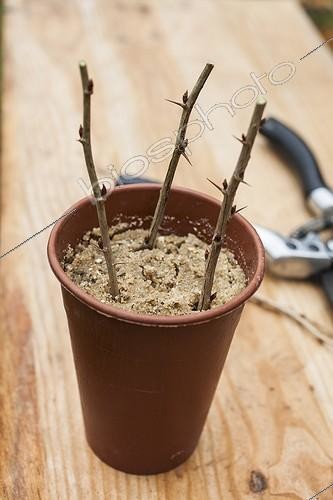 Biosphoto | 1935255 | Black currant cutting in a garden | &copy; Jean-Michel Groult / Biosphoto