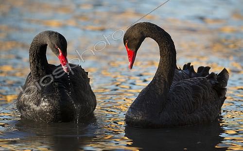 Biosphoto | 2095997 | Black Cygnus (Cygnus atratus) escaped from captivity having regained their freedom, Delta de la Sauer Nature Reserve, Rhine Border, Munchhausen, Alsace, France | &copy; Michel Rauch / Biosphoto