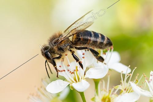 Biosphoto | 2621698 | Black domestic bee (Apis mellifera mellifera), a local indigenous subspecies of Western Europe, on a rose family flower, Massargues, municipality of Orgnac-l'Aven, Ardèche, France. | &copy; Stéphane Vitzthum / Biosphoto