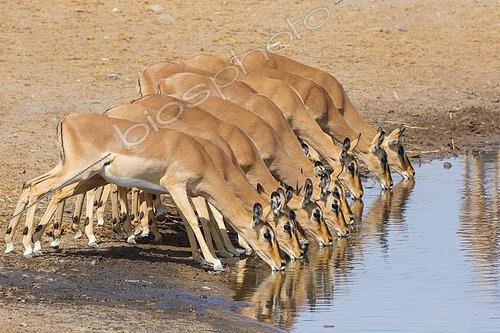 Biosphoto | 2461624 | Black-faced impala (Aepyceros melampus petersi) drinking at the water hole, Etosha, Namibia | &copy; Marco Valentini / Biosphoto