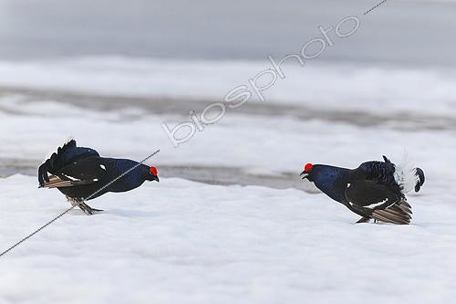 Biosphoto | 2610320 | Black grouse (Lyrurus tetrix), males fighting on the snow during courtship, Norway | &copy; Emile Barbelette / Biosphoto