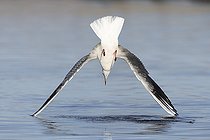 Biosphoto | 2574854 | Black-headed Gull (Chroicocephalus ridibundus), adult diving into the water, Campania, Italy | &copy; Saverio Gatto / Biosphoto