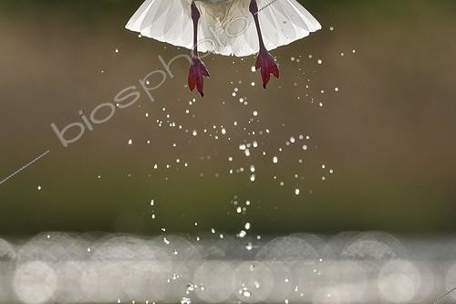 Biosphoto | 2048407 | Black-headed Gull flying away a pond - Hungary | &copy; Michel Poinsignon / Biosphoto
