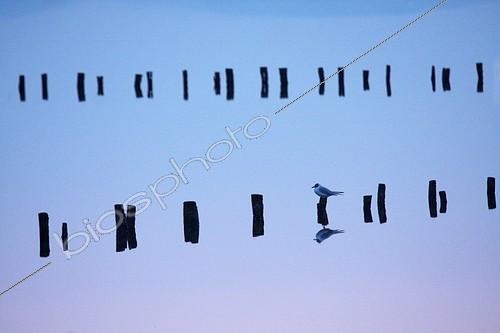 Biosphoto | 1957883 | Black-headed Gull on a stake in a coastal marsh - France | &copy; Pascal Pittorino / Biosphoto