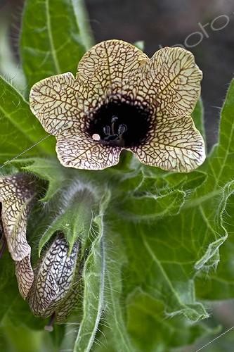 Biosphoto | 1894803 | Black henbane in bloom and fruit in Catalonia  Spain | &copy; Antoni Agelet / Biosphoto