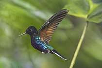 Biosphoto | 2619385 | Black Jacobin (Florisuga fusca), in flight in the equatorial forest, the cloud forest. Its aerodynamic silhouette, slender and elongated beak, perfect for reaching the nectar deep within flowers, and its plumage predominantly deep black around the head, throat, and upper chest. The lower part of its body and the upper part of its wings display metallic blue-green and emerald hues. These iridescent reflections do not come from pigments, but from the refraction of light on the structure of its feathers. Its wings are spread in a dynamic hovering posture. | &copy; Claudius Thiriet / Biosphoto