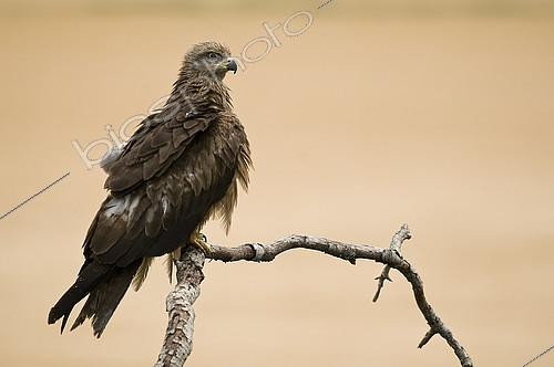 Biosphoto | 2148364 | Black Kite (Milvus migrans) on a branch, Huesca, Espagne | &copy; Jorge Ruiz del Olmo / Biosphoto