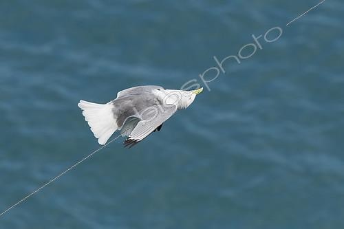 Biosphoto | 2404394 | Black-legged Kittiwake (Rissa tridactyla) flying, Arnarstapi, Iceland | &copy; Michael Milicia / BIA / Biosphoto