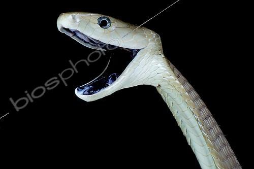 Biosphoto | 2064169 | Black mamba (Dendroaspis polylepis), Uganda | &copy; Matthijs Kuijpers / Biosphoto