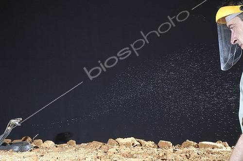 Biosphoto | 907634 | Black-necked spitting cobra spitting | &copy; Daniel Heuclin / Biosphoto