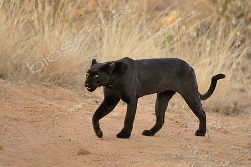 Biosphoto | 2625948 | Black panther (Panthera pardus) - melanistic leopard in the bush, Laikipia region, Kenya. | &copy; Pierre Vernay / Biosphoto