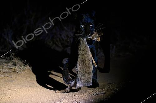 Biosphoto | 2625957 | Black Panther (Panthera pardus) - melanistic leopard and its prey, a Günther's Dik-dik (Madoqua guentheri), in the bush of the Laikipia region, Kenya. | &copy; Pierre Vernay / Biosphoto