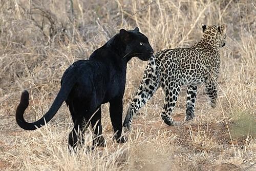 Biosphoto | 2625962 | Black panther (Panthera pardus) - melanistic leopard and its cub in the bush, Laikipia region, Kenya. | &copy; Pierre Vernay / Biosphoto