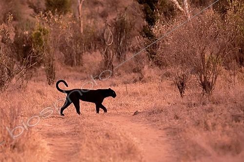 Biosphoto | 2625971 | Black panther (Panthera pardus) - melanistic leopard in the bush, Laikipia region, Kenya. | &copy; Pierre Vernay / Biosphoto