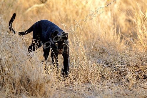 Biosphoto | 2625988 | Black panther (Panthera pardus) - melanistic leopard in the bush, Laikipia region, Kenya. | &copy; Pierre Vernay / Biosphoto