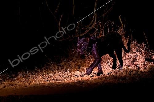 Biosphoto | 2626006 | Black panther (Panthera pardus) - melanistic leopard at night in the bush of the Laikipia region, Kenya. | &copy; Pierre Vernay / Biosphoto