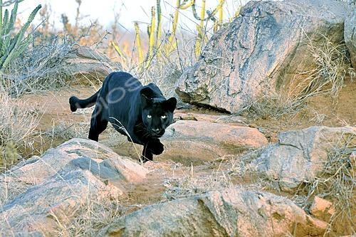 Biosphoto | 2626009 | Black panther (Panthera pardus) - melanistic leopard hunting in the bush, Laikipia region, Kenya. | &copy; Pierre Vernay / Biosphoto