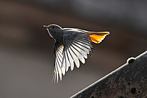 Biosphoto | 2629115 | Black Redstart (Phoenicurus ochruros) in flight, Buxières-sous-les-Côtes, Lorraine, France. | &copy; Stéphane Vitzthum / Biosphoto