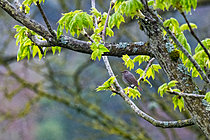 Biosphoto | 2621183 | Black Redstart (Phoenicurus ochruros) on a branch in the rain, Jean-Marie Pelt Botanical Garden, Nancy, Lorraine, France. | &copy; Stéphane Vitzthum / Biosphoto