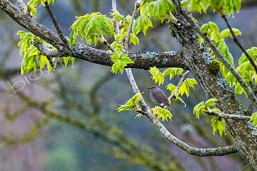 Biosphoto | 2621183 | Black Redstart (Phoenicurus ochruros) on a branch in the rain, Jean-Marie Pelt Botanical Garden, Nancy, Lorraine, France. | &copy; Stéphane Vitzthum / Biosphoto