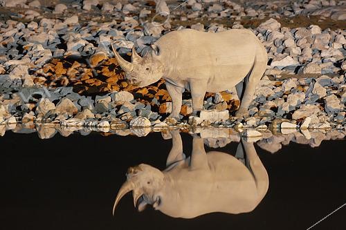 Biosphoto | 2461630 | Black Rhino (Diceros bicornis) reflection, Etosha, Namibia | &copy; Marco Valentini / Biosphoto