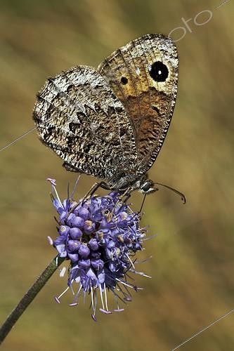 Biosphoto | 1921355 | Black Satyr on a flower - Peña Trevinca Spain | &copy; Siro Moya / Biosphoto