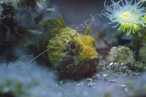 Biosphoto | 1922253 | Black Scorpionfish (Scorpaena porcus) in aquarium - Brittany France | &copy; André Pascal / Biosphoto