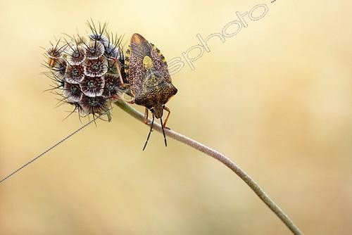 Biosphoto | 1155485 | Black-shouldered shiel-bug on fruit of Scabiosa France | &copy; Monique Morin / Biosphoto