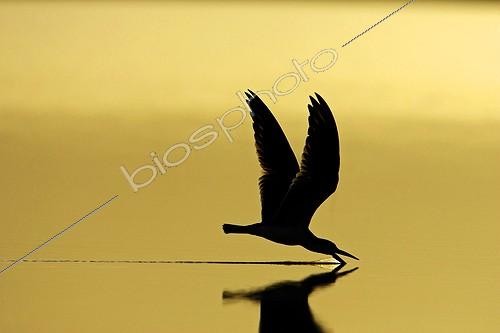 Biosphoto | 365881 | Black Skimmer fishing at sunset Venezuela | &copy; Tony Crocetta / Biosphoto
