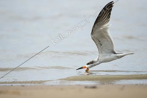 Biosphoto | 2592671 | Black Skimmer (Rynchops niger) fishing in flight, French Guiana | &copy; Nicolas Defaux / Biosphoto